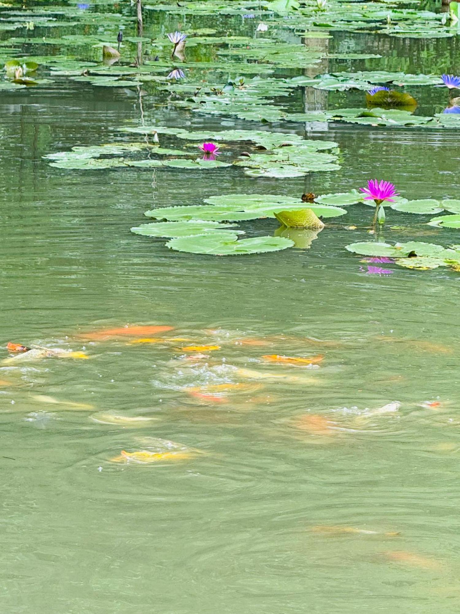Green Valley Homestay - Thung Lung Xanh Nguyen Ngoai Eksteriør billede